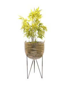 TRICIA PLANTER